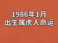 1986年1月出生属虎人命运