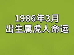 1986年3月出生属虎人命运