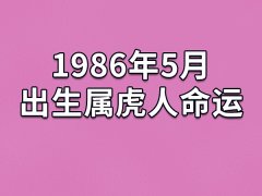 1986年5月出生属虎人命运