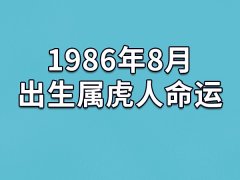 1986年8月出生属虎人命运