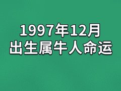 1997年12月出生属牛人命运