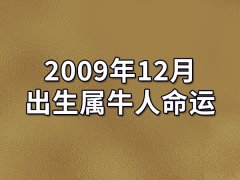 2009年12月出生属牛人命运(农历、爱情、事业运势解析)
