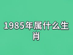 1985年属什么生肖：生肖牛(五行属木)