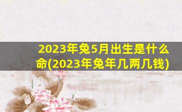 2023年兔5月出生是什么命(2023年兔年几两几钱)
