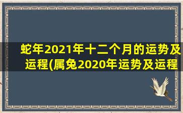 蛇年2021年十二个月的运势及运程(属兔2020年运势及运程)