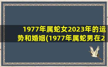 1977年属蛇女2023年的运势和婚姻(1977年属蛇男在2023年运程和运势)
