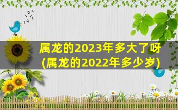 属龙的2023年多大了呀(属龙的2022年多少岁)