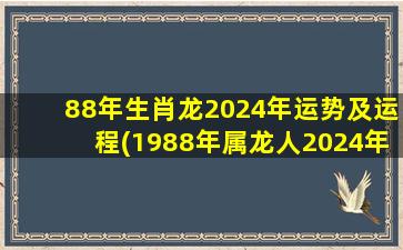 88年生肖龙2024年运势及运程(1988年属龙人2024年每月运势)