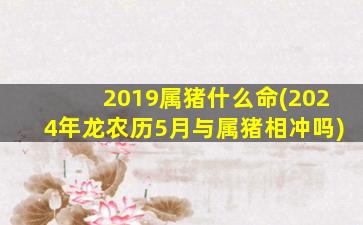 2019属猪什么命(2024年龙农