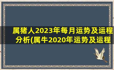 属猪人2023年每月运势及运程分析(属牛2020年运势及运程)