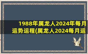 1988年属龙人2024年每月运势运程(属龙人2024每月运势及运程)