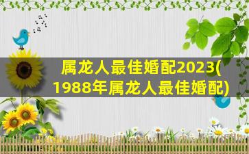 属龙人最佳婚配2023(198