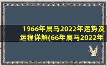 1966年属马2022年运势及运程详解(66年属马2022年全年运势和运程)