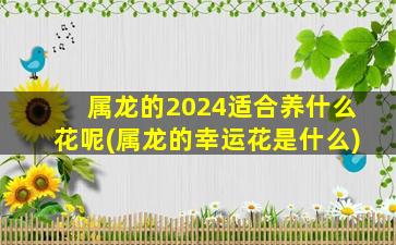 <strong>属龙的2024适合养什么花</strong>